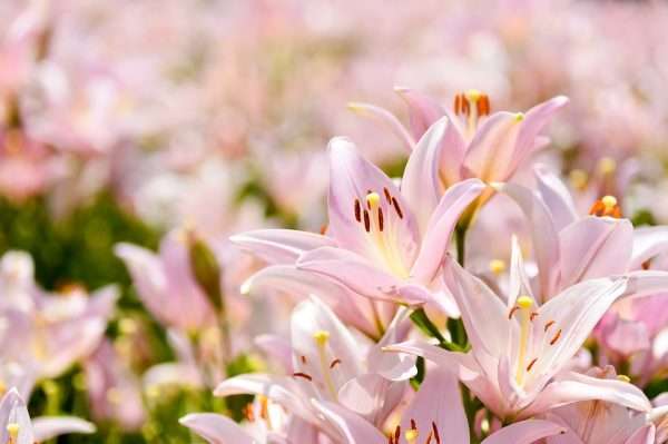 Lily