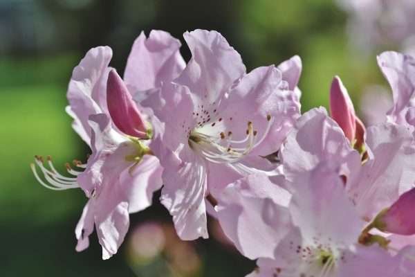 Rhododendron