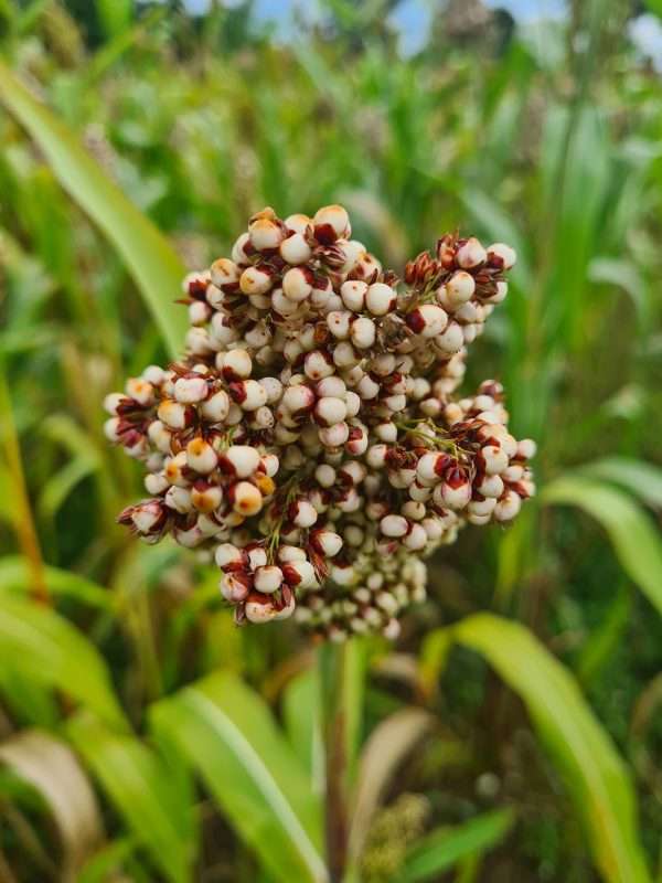 Sorghum