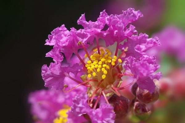 Shrubs and nurseries