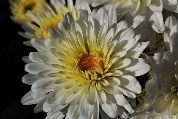  Chrysanthemum