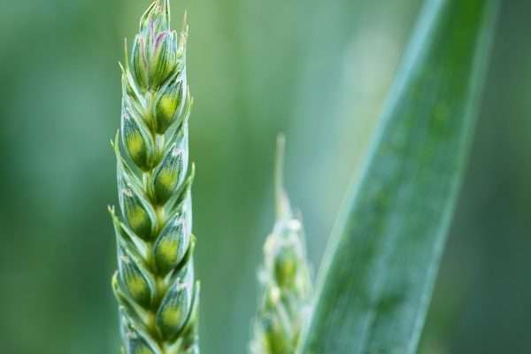 Wheat