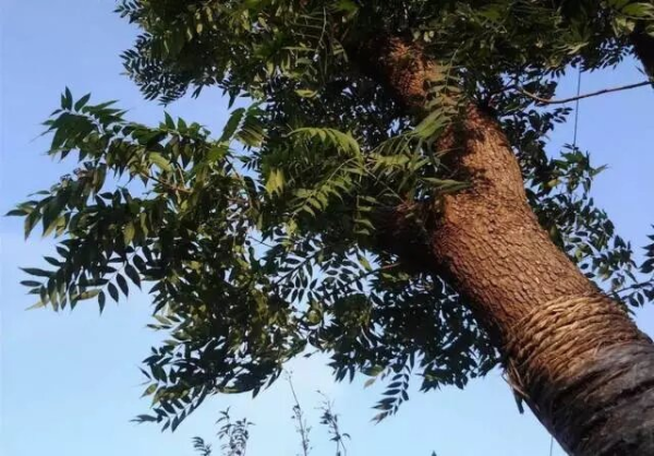 lacquer tree