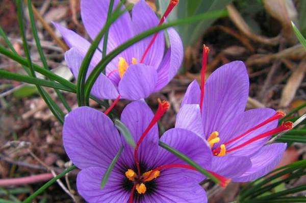 Saffron